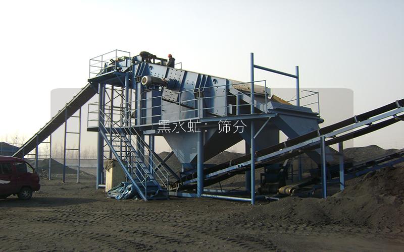 黑水虻:筛分 黑水虻:筛分